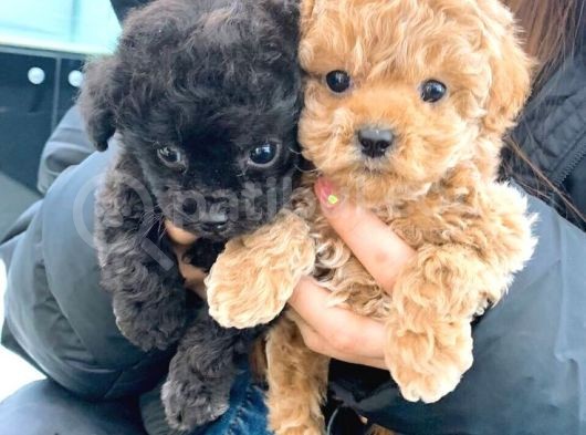 Toy Poodle Minişlerimiz Yeni Yuva Arıyor görsel