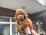 Red Poodle Erkek Yavrumuz Aşili