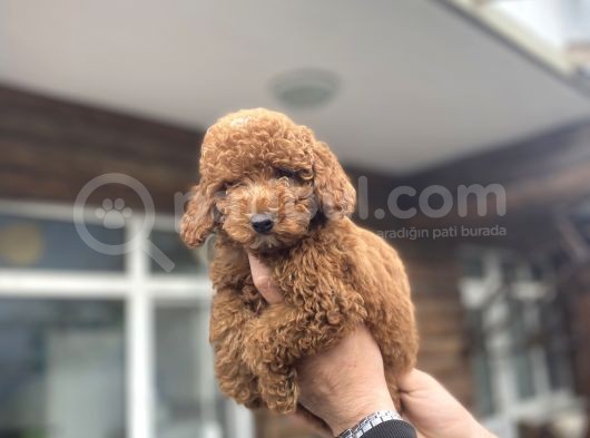 Red Poodle Erkek Yavrumuz Aşili görsel