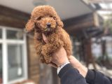 Red Poodle Erkek Yavrumuz Aşili
