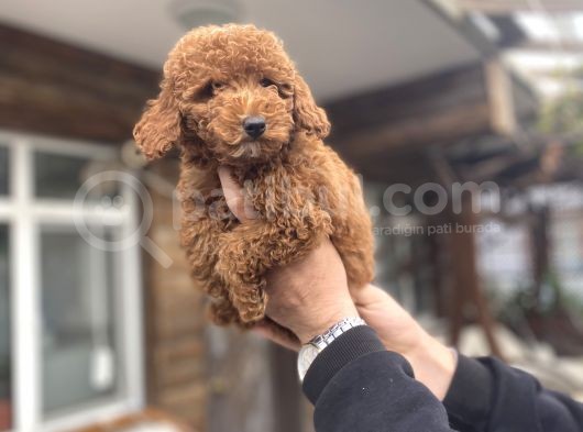 Red Poodle Erkek Yavrumuz Aşili görsel