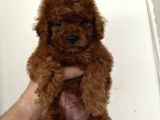 Sevimli Yüz Toy Poodle Yavrular 