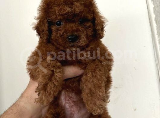 Sevimli Yüz Toy Poodle Yavrular  görsel