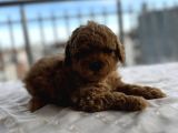 TOY PODDLE ERKEK VE DİŞİ YAVRULAR