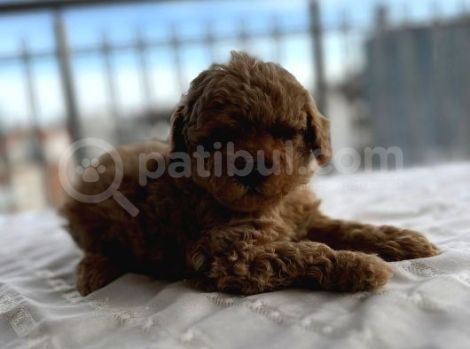 Toy Poddle Erkek Ve Di̇şi̇ Yavrular