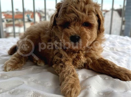 Toy Poddle Erkek Ve Di̇şi̇ Yavrular görsel