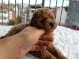 Toy Poddle Erkek Ve Di̇şi̇ Yavrular