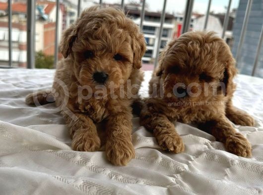Toy Poddle Erkek Ve Di̇şi̇ Yavrular görsel
