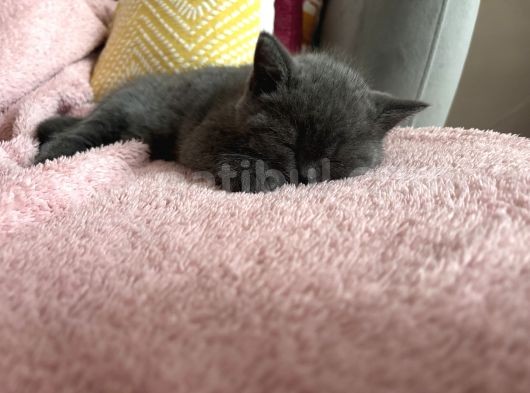 Ayı Suratlı Safkan British Shorthair görsel