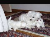 Ev Dogumu Maltese Bebekler Uygun