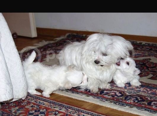 Ev Dogumu Maltese Bebekler Uygun görsel