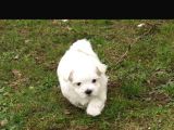 Ev Dogumu Maltese Bebekler Uygun