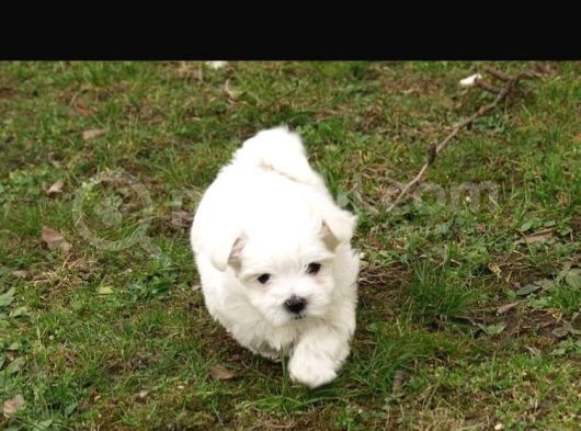 Ev Dogumu Maltese Bebekler Uygun görsel