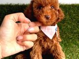 Ori̇ji̇nal Dark Brown Toy Poodle Yavrular