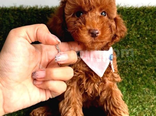 Ori̇ji̇nal Dark Brown Toy Poodle Yavrular görsel