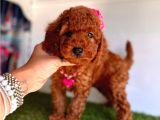 Ori̇ji̇nal Dark Brown Toy Poodle Yavrular