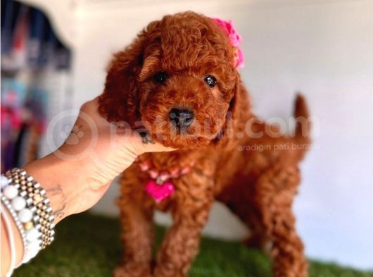 Ori̇ji̇nal Dark Brown Toy Poodle Yavrular görsel