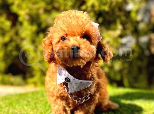 Ori̇ji̇nal Dark Brown Toy Poodle Yavrular görsel