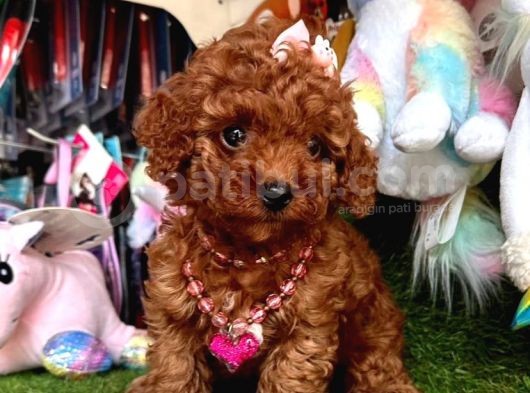 Ori̇ji̇nal Dark Brown Toy Poodle Yavrular görsel