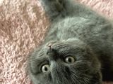 Ayı Suratlı Safkan British Shorthair