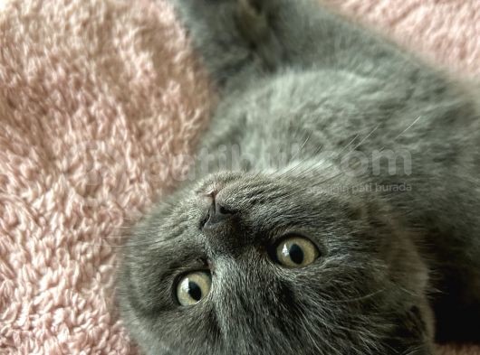 Ayı Suratlı Safkan British Shorthair