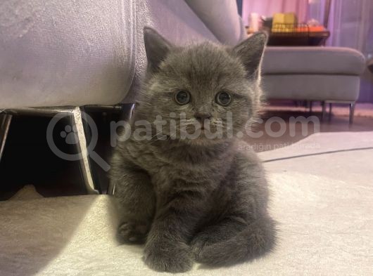 Ayı Suratlı Safkan British Shorthair görsel