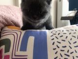 Ayı Suratlı Safkan British Shorthair
