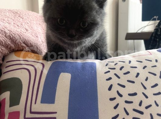 Ayı Suratlı Safkan British Shorthair görsel