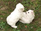 Ev dogumu maltese bebekler uygun