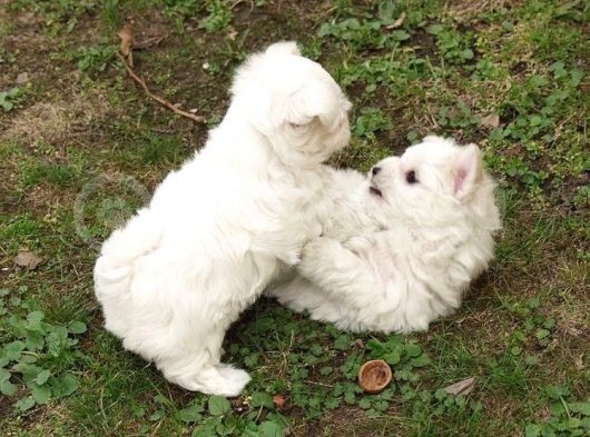 Ev Dogumu Maltese Bebekler Uygun