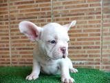 SÜPER KALİTE VE MUHTEŞEM GÜZELLİK FRENCH BULLDOG PLATİNYUM ERKEK