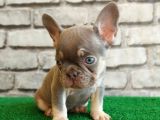 Eşsiz Güzellikte French Bulldog Blue Tan Dişi Yavrumuz