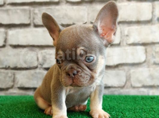 Eşsiz Güzellikte French Bulldog Blue Tan Dişi Yavrumuz