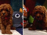 Kore Kan Toy Poodle Yavrular Kaçmazzzz