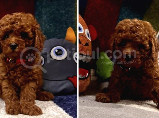 Kore Kan Toy Poodle Yavrular Kaçmazzzz görsel