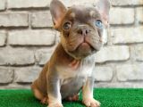Eşsiz Güzellikte French Bulldog Blue Tan Dişi Yavrumuz