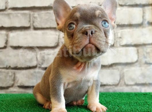 Eşsiz Güzellikte French Bulldog Blue Tan Dişi Yavrumuz görsel