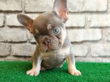 Eşsiz Güzellikte French Bulldog Blue Tan Dişi Yavrumuz
