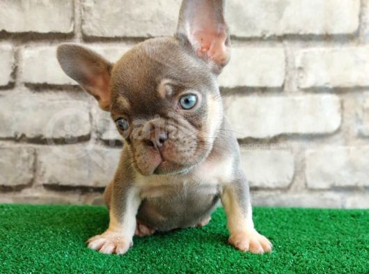 Eşsiz Güzellikte French Bulldog Blue Tan Dişi Yavrumuz görsel