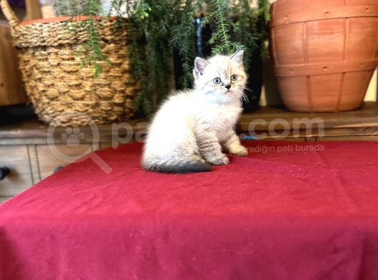 Mavi̇ Gözlü Bri̇ti̇sh Shorthai̇r Bebekleri̇mi̇z görsel