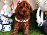 Yeni yuvalarına hazır toy poodle yavrular 