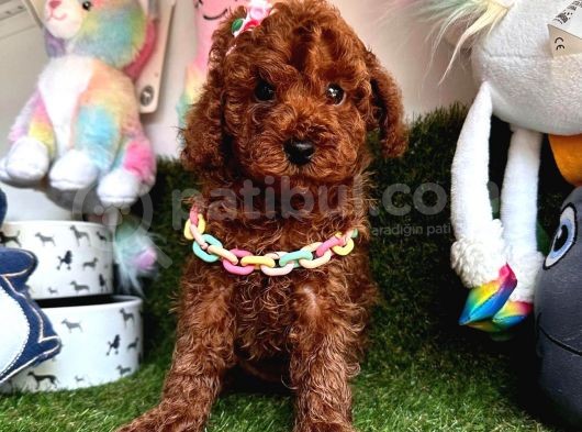 Yeni Yuvalarına Hazır Toy Poodle Yavrular 