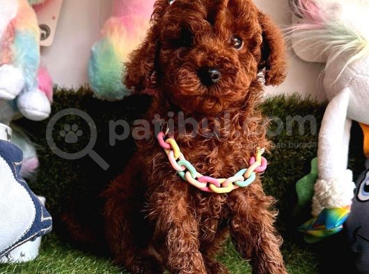 Yeni Yuvalarına Hazır Toy Poodle Yavrular  görsel