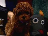 Kore Kan Toy Poodle Yavrular Kaçmazzzz