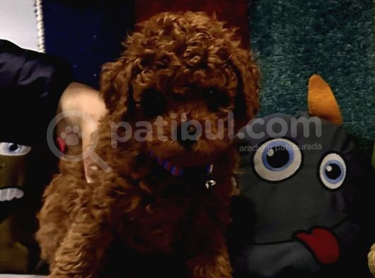 Kore Kan Toy Poodle Yavrular Kaçmazzzz görsel