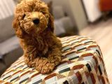2 buçuk Aylık dişi toy Poodle
