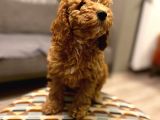2 Buçuk Aylık Dişi Toy Poodle