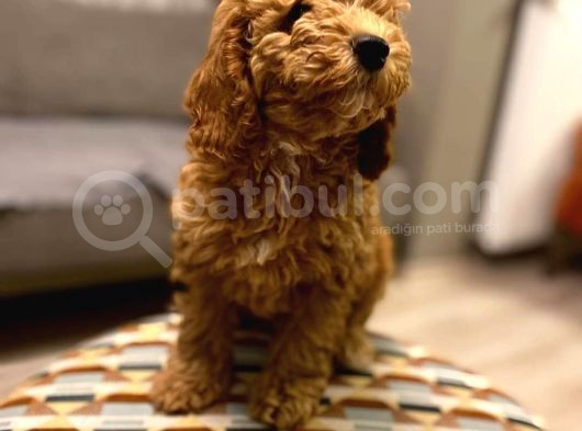 2 Buçuk Aylık Dişi Toy Poodle görsel