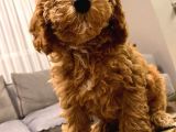 2 Buçuk Aylık Dişi Toy Poodle
