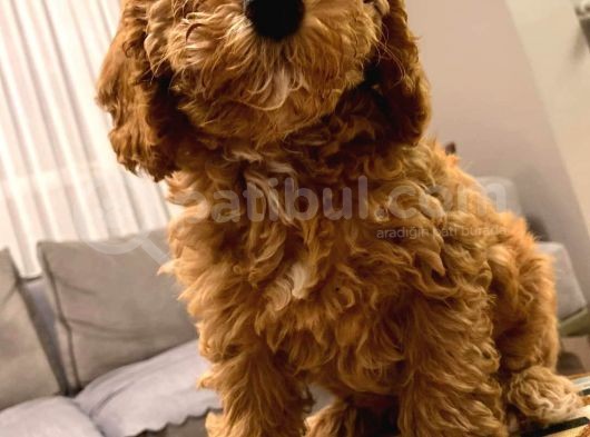 2 Buçuk Aylık Dişi Toy Poodle görsel